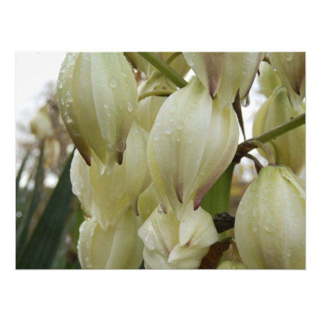 Foto Planta Yucca (Frente)