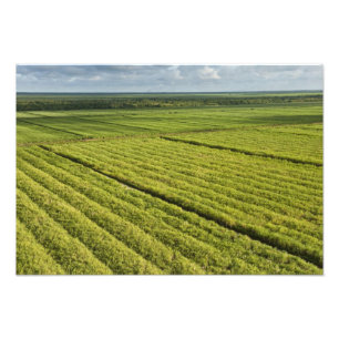 Foto Plantaciones de caña de azúcar, Guyana