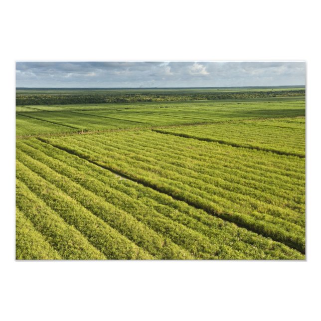 Foto Plantaciones de caña de azúcar, Guyana (Frente)