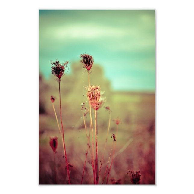 Foto Plantas de vintage (Frente)