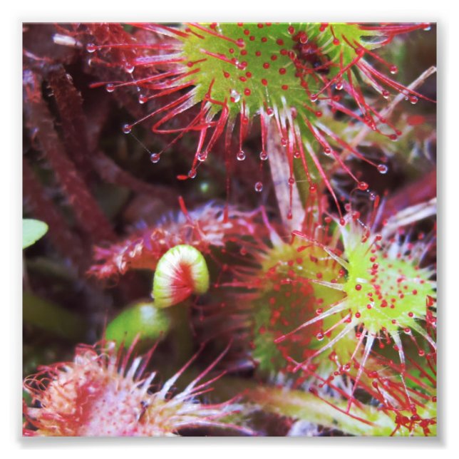 Foto Plante Drosera rotundifolia (Frente)