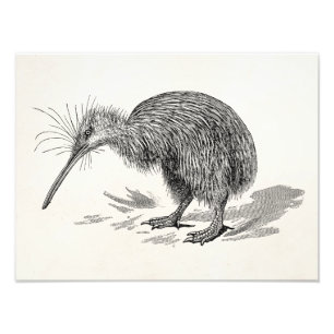 Foto Plantilla de Aves Antiguas de Kiwi Vintage