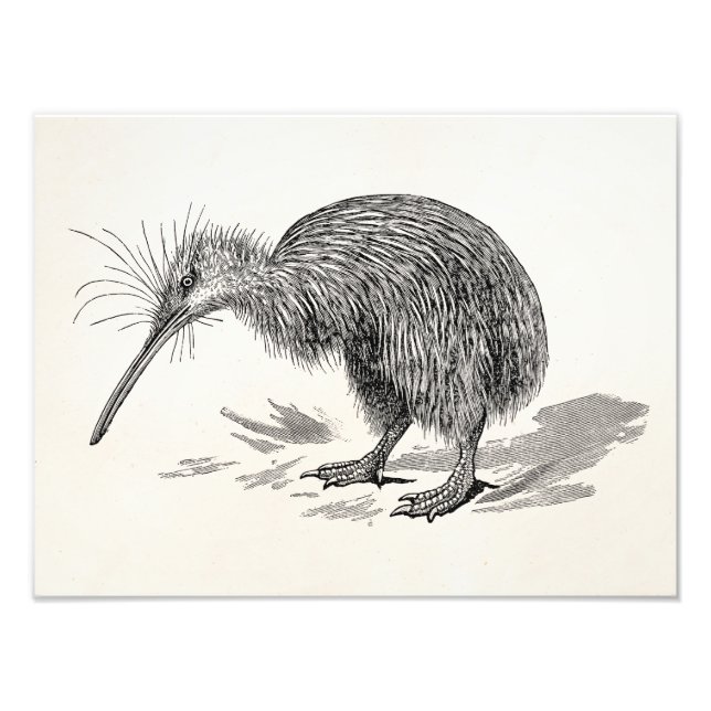Foto Plantilla de Aves Antiguas de Kiwi Vintage (Frente)