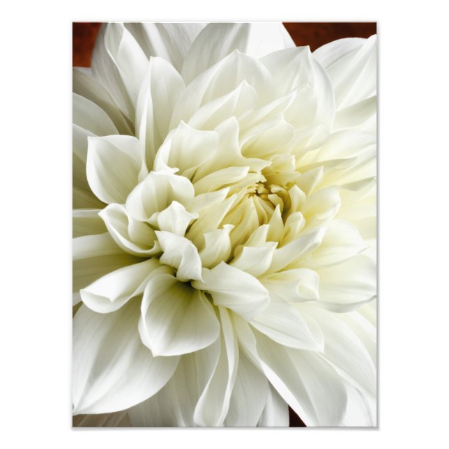Foto Plantilla de flor de cierre de Dahlia Sepia Dahlia (Frente)