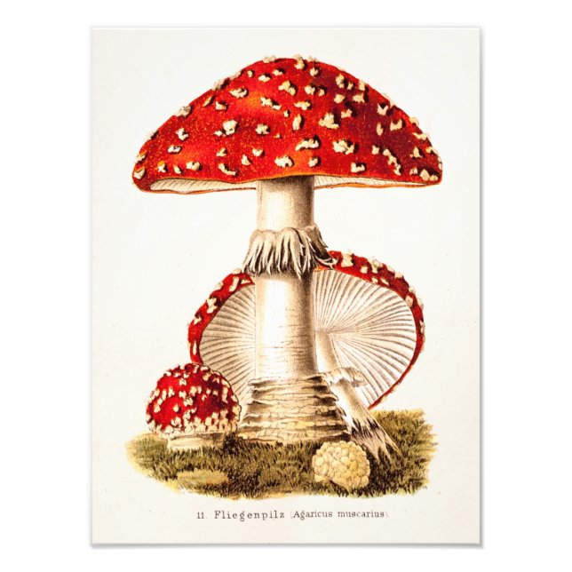 Foto Plantilla de hongos rojos hongos vintage del siglo (Frente)