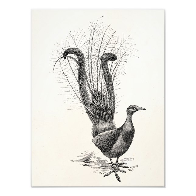 Foto Plantilla de Ilustracion de Bird Lyrebird (Frente)