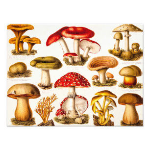 Foto Plantilla de variedad de hongos antiguos del siglo