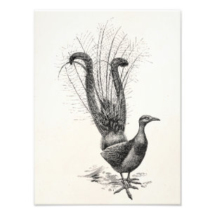 Foto Plantilla del ilustracion del Lyrebird del pájaro