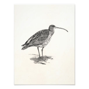 Foto Plantilla del ilustracion del pájaro del humedal