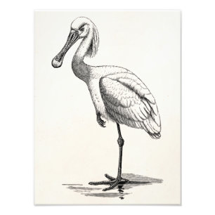 Foto Plantilla del pájaro de la antigüedad del