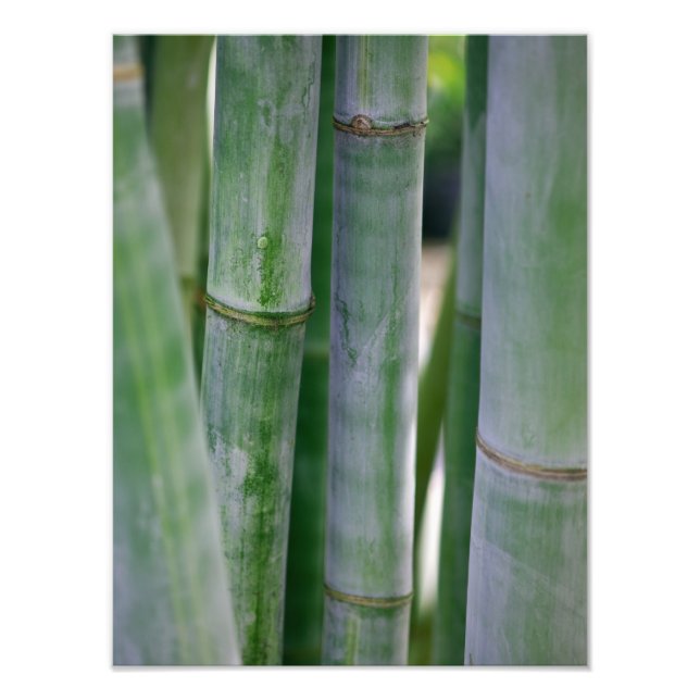 Foto Plantilla personalizada de fondo natural de Bambú  (Frente)