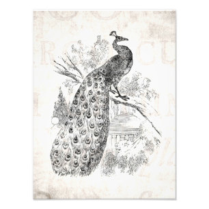 Foto Plantilla retra del ilustracion del pavo real de