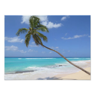 Foto Playa caribe de palmeras
