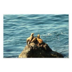 Foto Playa Estatal Point Dume