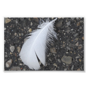 Foto Pluma blanca cubierta de rocio