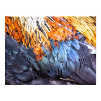 Foto Pluma de Arte Fino