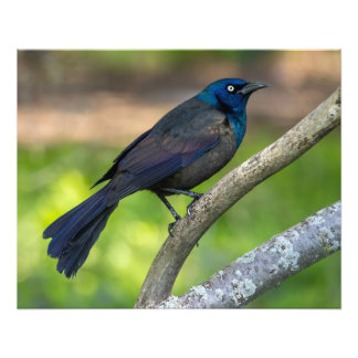 Foto Plumas de Acero. Zanate