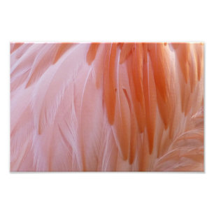 Foto Plumas de Flamenco en Tonos de Rosa
