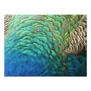 Foto Plumas de Pavo Real I Diseño de Naturaleza Abstrac