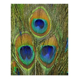 Foto Plumas del pavo real