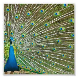 Foto Plumas orgullosas del pavo real