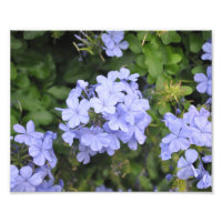 Plumbago de Kauai