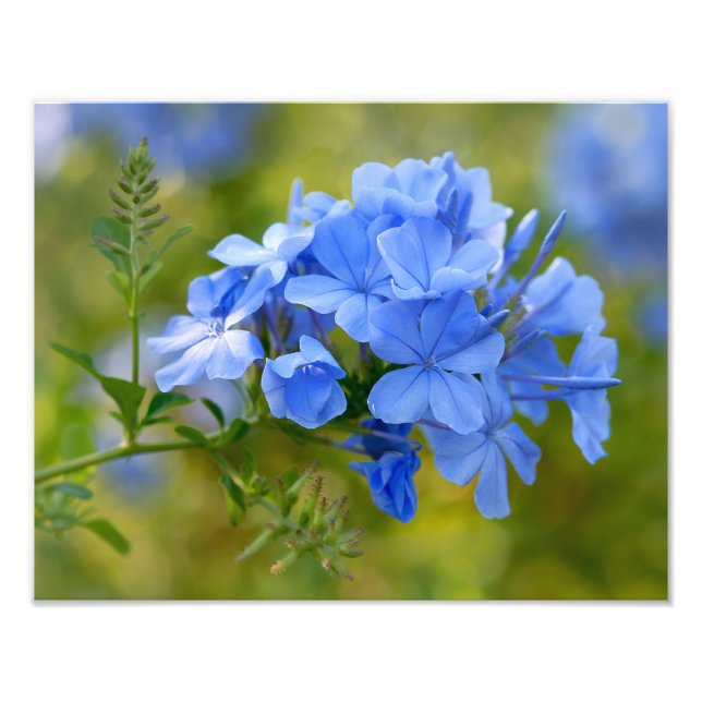 Foto Plumbago - Flores de verano azules Fotografía flor (Frente)