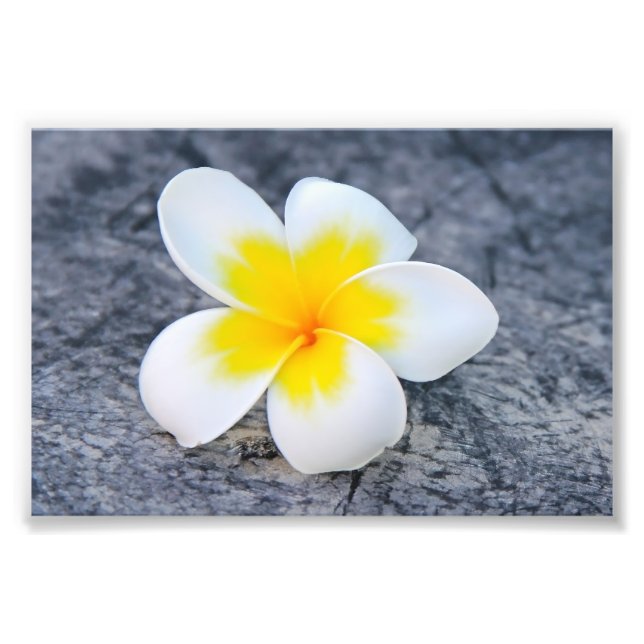 Foto Plumeria (Frente)