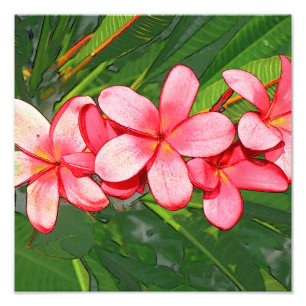 Foto Plumeria