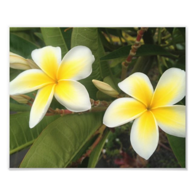 Foto Plumeria amarilla (Frente)