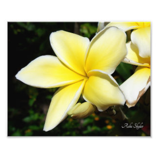 Foto Plumeria amarilla