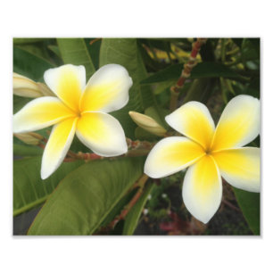 Foto Plumeria amarillo