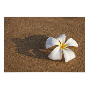 Foto Plumeria en playa arenosa, Maui, Hawái, EE. UU.