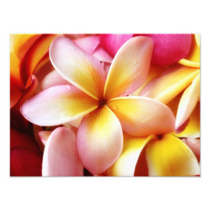 Foto Plumeria Frangipani Hawaii Flor en blanco personal