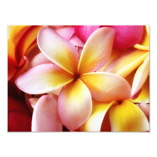 Foto Plumeria Frangipani Hawaii Flor en blanco personal (Frente)