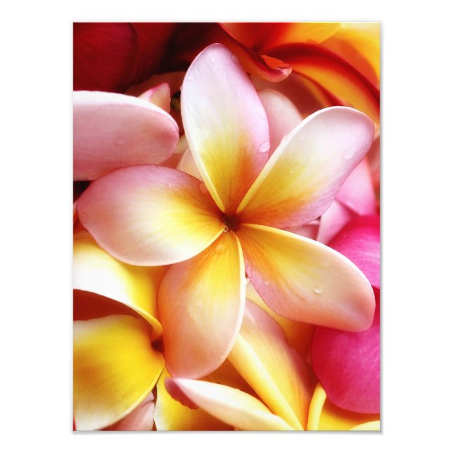 Foto Plumeria Frangipani Hawaii Flor en blanco personal (Frente)
