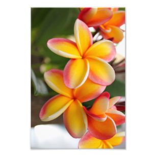 Foto Plumeria rojo y amarillo 2