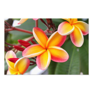 Foto Plumeria rojo y amarillo 3