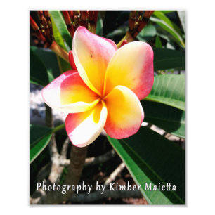 Foto plumeria rosado y amarillo de la impresión 8x10