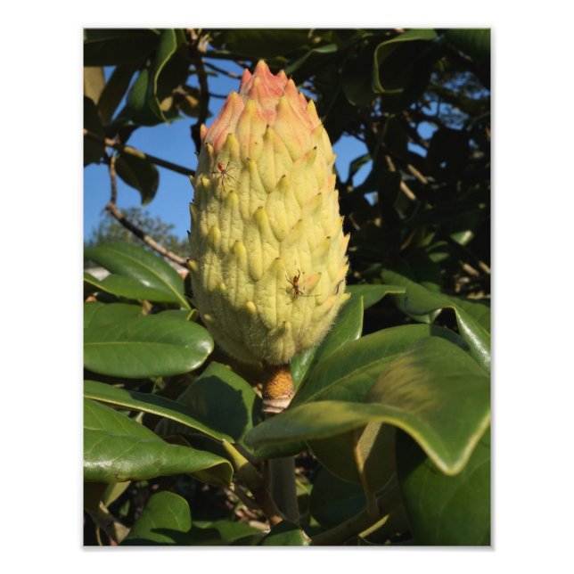 Foto Pod de semillas de magnolia de 11"x14" (Frente)