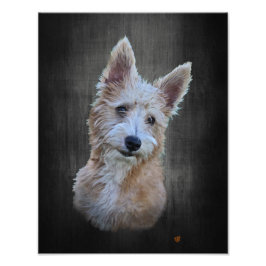 Foto Podengo Pequeno