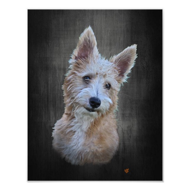 Foto Podengo Pequeno (Frente)