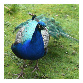 Foto Poder del Pavo Real Regio
