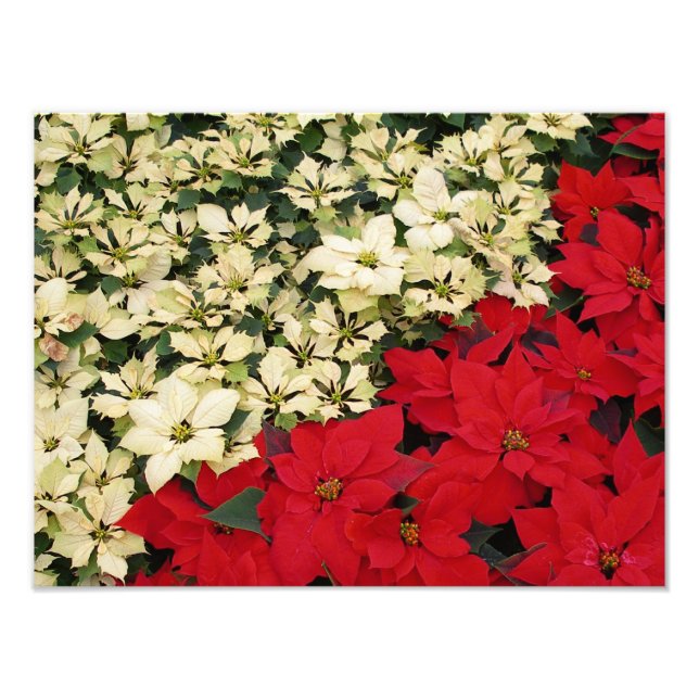 Foto Poinsettias blancas y rojas con flores (Frente)