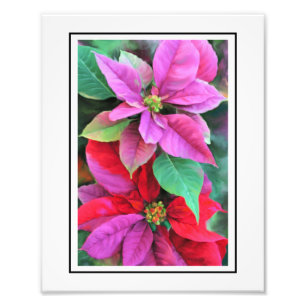 Foto Poinsettias rosadas y rojas de KODAK Print