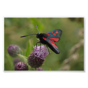 Foto polilla de Burnet del Cinco-punto