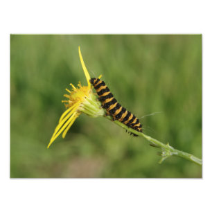 Foto Polilla de cinabrio Caterpillar en Ragwort