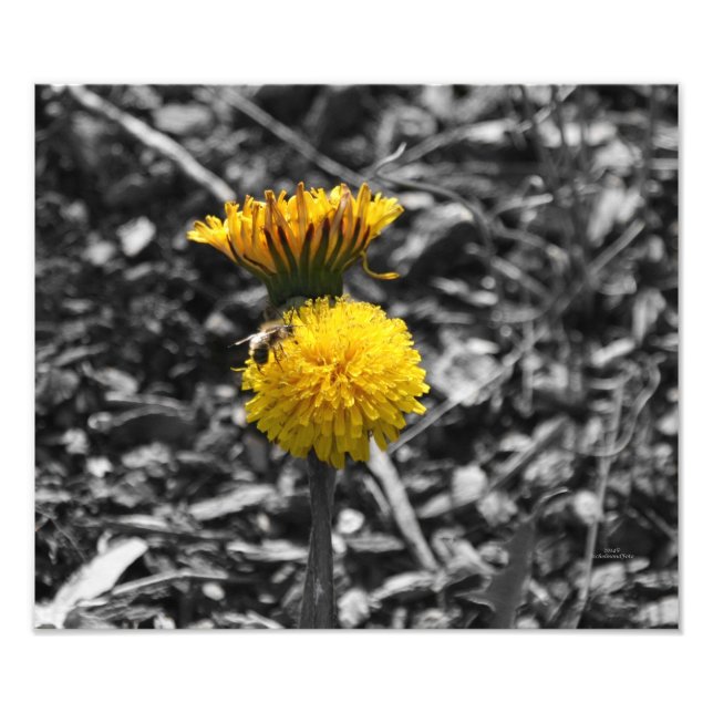 Foto Polinización de Primavera Temprana (Frente)