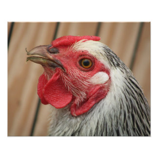 Foto pollo
