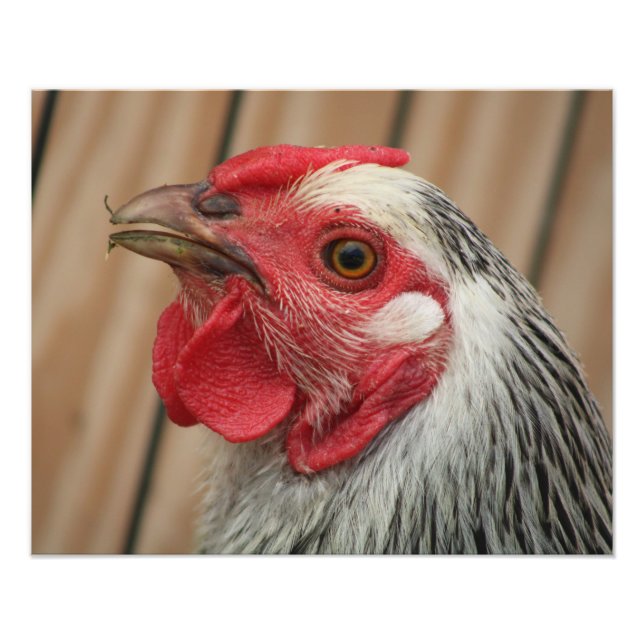 Foto pollo (Frente)